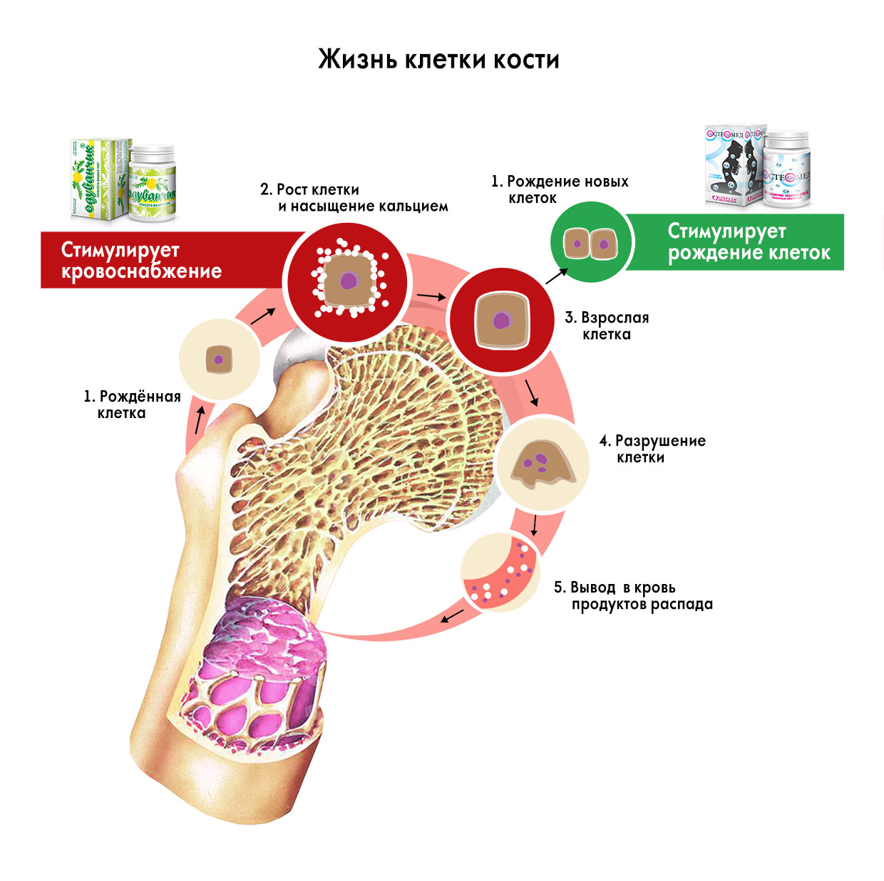 Кости причина. Кальций в костной ткани. Роль кальция в костях. Роль кальция в костной ткани. Понижение кальция в костях.