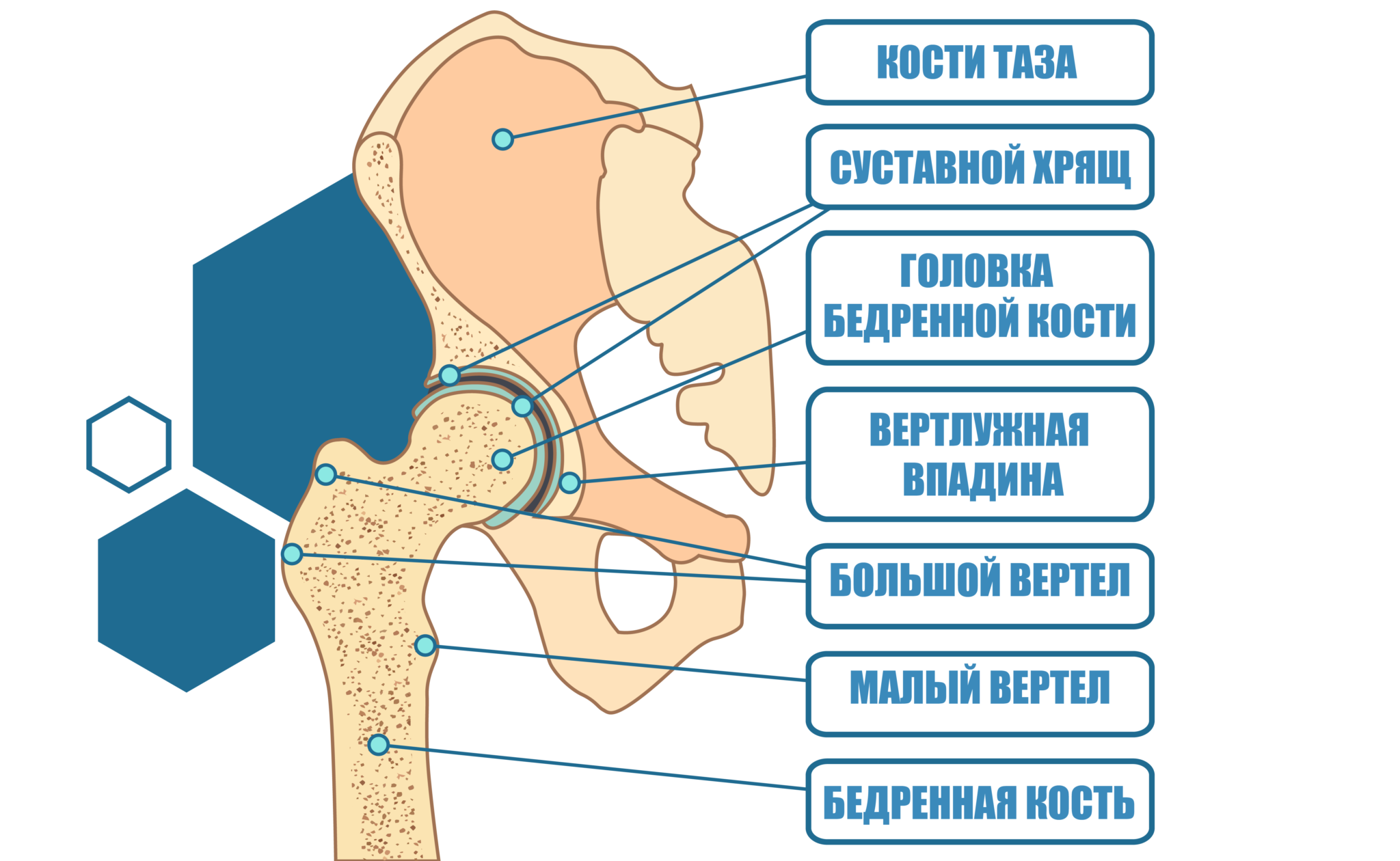 Вертлужная впадина бедра