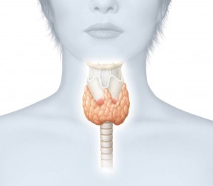 Профилактика заболеваний щитовидной железы, гипер- и гипотиреоза